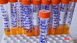 Đà Nẵng thực hiện xét nghiệm COVID-19 theo hình thức mẫu gộp để đẩy nhanh công tác truy vết F0 và tiết kiệm chi phí xét nghiệm