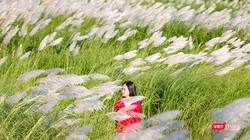 Cỏ tranh nở trắng trời thu hút giới trẻ Đà Nẵng (Ảnh Hồ Xuân Mai)