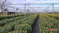 Làng hoa Dương Sơn (Đà Nẵng) vào vụ Tết