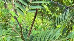 Vọng Giang Nam còn gọi là hạt muồng, cốt khí muồng, dương giác đậu, giang nam đầu, thảo quyết minh, sơn lục đậu, dã biển đậu, muồng hòe, muống lá khế