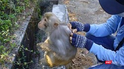 Tiếp xúc gần với khỉ mang virus gây ra nguy cơ cao mắc bệnh đầu mùa khỉ (ảnh FANPAGECUUHODONGVAT)