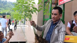 Cây sâm Ngọc Linh được chủ nhân ra giá giá 900 triệu đồng tại phiên chợ sâm huyện Nam Trà My (Quảng Nam)