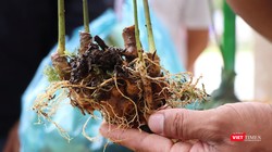 Sâm Ngọc Linh-cây dược liệu có giá trị kinh tế cao