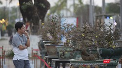 Người mê mai vàng bị các "siêu phẩm" hội thi Mai vàng Đà Nẵng năm 2023 "thôi miên"