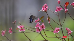 Hoa đào chuông khoe sắc trên đỉnh Bà Nà (Đà Nẵng)