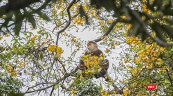 Voọc chà vá chân nâu bên những bông hoa lim xẹt vàng rực cả một góc rừng Sơn Trà.