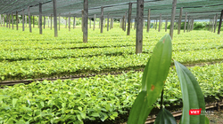 Trung tâm nhân giống dược liệu quý tại Quảng Nam