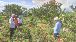 Mô hình trồng sâm Bố Chính trên địa bàn huyện A Lưới (tỉnh Thừa Thiên Huế)