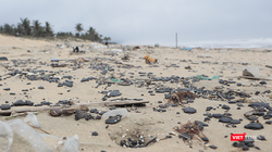 Dầu vón cục tấn công bờ biển vịnh Lăng Cô (Huế). Ảnh: Nguyễn Lê