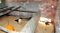 Gà trong chương trình "Nông thôn mới" đang nuôi tại nhà một cán bộ xã Quế An. Gà còn lại rất ít vì đã được nuôi lớn và bán đi