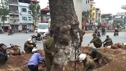 Nhiều cây to đẹp, vững chãi nhưng vẫn bị chặt hạ không thương tiếc