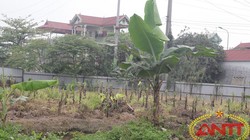 "Đất dự án để trống, trồng chuối cho đỡ phí"