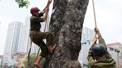 Hà Nội chi 30 tỉ đồng chỉ để "sửa cây" xà cừ 