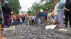 Người dân đổ cá, tôm bị chết ra quốc lộ 1 để phản đối xáng cạp gây ô nhiễm môi trường - Ảnh: D.T.