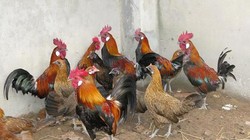 Gà rừng thuần chủng đang được nuôi với số lượng hàng ngàn con tại Hòa Bình