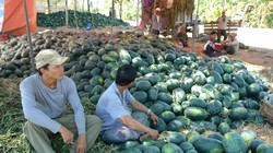 Dưa Tết Bình Thuận bán đổ đống ven đường do thương lái không thu mua. Ảnh: Tư Huynh