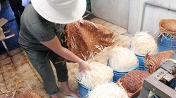 Giá đỗ được sản xuất ở cơ sở của bà Phượng