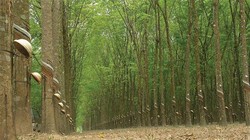 Bầu Đức sắp niêm yết công ty nông nghiệp