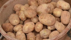 Khoai tây Trung Quốc được “phù phép” thành đặc sản Đà Lạt