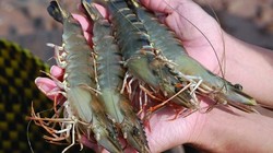 Thị trường Nga “chê” hàng thủy sản Việt Nam