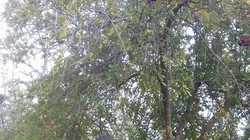 Quân đội Syria phải “đấu” với 500.000 chiến binh khủng bố