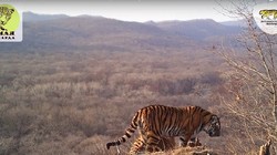 Một chú hổ dạo chơi làm khách chỗ báo hoa Valera - ảnh minh họa video Sputnik