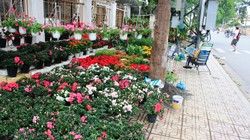 Đường phố Nha Trang tràn ngập không khí Tết. Ảnh Địa điểm ăn uống Nha Trang