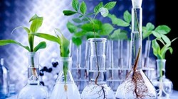 Cây thủy sinh trong phòng thí nghiệm. Ảnh Phòng thí nghiệm Pedmale / CSHL