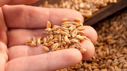 Các vật liệu hiện đang dùng cho gia súc và cá có thể được chuyển hướng để tăng lương thực, thực phẩm cho con người. Ảnh SciTechDaily