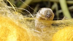 Tơ tằm. Ảnh minh họa New Scientist