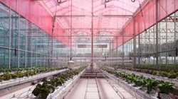 Thử nghiệm sử dụng lớp phim lọc ánh sáng tia cực tím thành ánh sáng đỏ với sự tăng trưởng của thực vật. Ảnh E&T