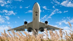 Sản xuất nhiên liệu sinh học từ cỏ miscanthus thay thế nhiên liệu cho hàng không dân dụng. Ảnh Scitech Daily.