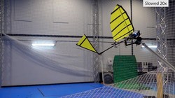 Robot vỗ cánh ornithopter bay và đậu trên thanh ngang. Ảnh video New Scientist