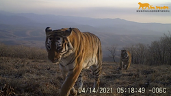 Hai con hổ Siberia hoang dã tại Công viên quốc gia Hổ và Báo Đông Bắc tỉnh Cát Lâm, đông bắc Trung Quốc ngày 14/4/2021. Ảnh Xinhua