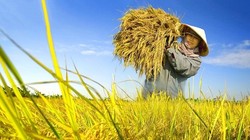 Agribank tích cực giải ngân cho đề án 1 triệu héc-ta lúa chất lượng cao