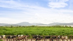 Brand Finance: Vinamilk vươn lên dẫn đầu thế giới về tiềm năng thương hiệu ngành sữa