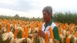 Trong khi các mặt hàng nông nghiệp chính của Việt Nam có xu hướng giảm giá thì giá bắp (ngô) lại ổn định. Theo WB, giá bắp trong những năm tới ở mức 169 đô la Mỹ/tấn. Ảnh: NH