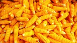 Ảnh minh họa. Nguồn Internet