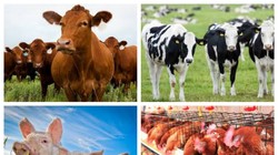 Ảnh minh họa. Nguồn Internet