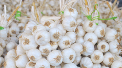 Video: Hạn hán tỏi Lý Sơn giá nửa chỉ vàng cũng không có để mua