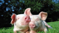 Học “bầu” Đức nuôi bò, Hòa Phát chuyển hướng nuôi … heo