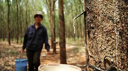 Đầu tư ngoài ngành tại VRG tiềm ẩn nguy cơ mất vốn lên đến hàng nghìn tỷ đồng