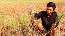 Người dân vùng ĐBSCL chống chọi với hạn hán và xâm nhập mặn