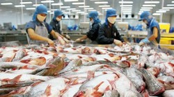 Liệu HVG có đi vào "vết xe đổ" của Bianfishco?