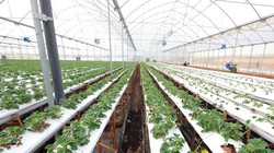 Gói tín dụng 100.000 tỷ đồng cho nông nghiệp công nghệ cao sẽ khác gói tín dụng 30.000 tỷ đồng ưu đãi cho vay mua nhà ở.