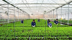 Để triển khai gói tín dụng 100.000 tỷ đồng cho NNCNC cần sự vào cuộc quyết liệt của các bộ, ban, ngành liên quan