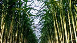 Ảnh minh họa - Nguồn: Internet