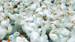 Ảnh minh họa - Nguồn: Internet