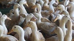 Ảnh minh họa - Nguồn: Internet