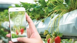 Giải pháp Nông nghiệp thông minh VNPT Smart Agri được VNPT phát triển trên nền tảng IoT Platform - Smart Connected Platform (SCP)